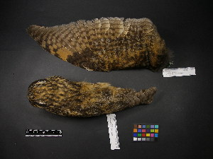  ( - 1999-0353)  @12 [ ] Copyright (2013) Takema  Saitoh Yamashina Institute for Ornithology