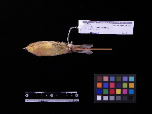  (Emberiza aureola - 1999-0362)  @14 [ ] Copyright (2013) Takema  Saitoh Yamashina Institute for Ornithology