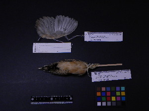  ( - 2000-0029)  @12 [ ] Copyright (2013) Takema  Saitoh Yamashina Institute for Ornithology