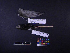  (Apus nipalensis - 2000-0040)  @12 [ ] Copyright (2013) Takema  Saitoh Yamashina Institute for Ornithology