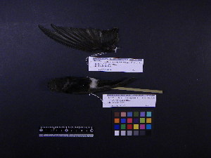  (Apus nipalensis - 2000-0040)  @12 [ ] Copyright (2013) Takema  Saitoh Yamashina Institute for Ornithology