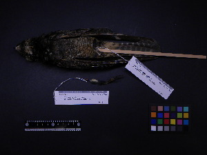  ( - 2000-0511)  @12 [ ] Copyright (2013) Takema  Saitoh Yamashina Institute for Ornithology