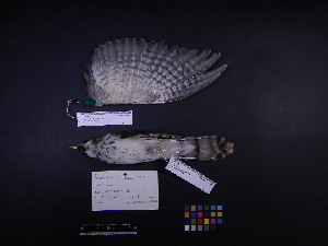  (Hierococcyx - 2001-0027)  @13 [ ] Copyright (2013) Takema  Saitoh Yamashina Institute for Ornithology
