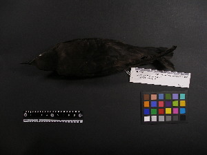  ( - 2001-0117)  @12 [ ] Copyright (2013) Takema  Saitoh Yamashina Institute for Ornithology
