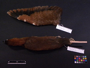  ( - 2001-0148)  @12 [ ] Copyright (2013) Takema  Saitoh Yamashina Institute for Ornithology