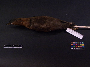  ( - 2001-0192)  @12 [ ] Copyright (2013) Takema  Saitoh Yamashina Institute for Ornithology