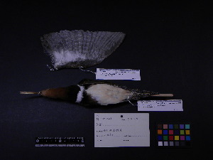  (Rostratula - 2002-0213)  @12 [ ] Copyright (2013) Takema  Saitoh Yamashina Institute for Ornithology