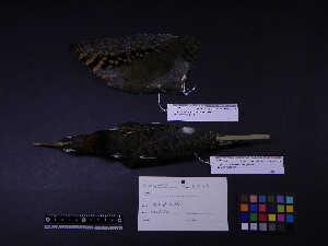  ( - 2002-0213)  @12 [ ] Copyright (2013) Takema  Saitoh Yamashina Institute for Ornithology