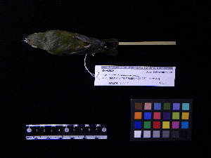  ( - 2002-0369)  @11 [ ] Copyright (2020) Takema  Saitoh Yamashina Institute for Ornithology