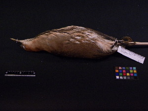  ( - 2003-0120)  @13 [ ] Copyright (2013) Takema  Saitoh Yamashina Institute for Ornithology