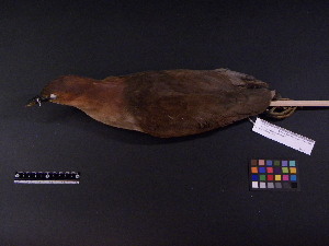  ( - 2003-0120)  @13 [ ] Copyright (2013) Takema  Saitoh Yamashina Institute for Ornithology