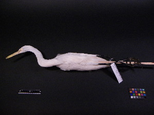  ( - 2003-0125)  @13 [ ] Copyright (2013) Takema  Saitoh Yamashina Institute for Ornithology