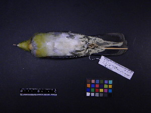  ( - 2003-0172)  @12 [ ] Copyright (2013) Takema  Saitoh Yamashina Institute for Ornithology