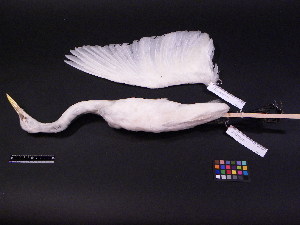  ( - 2004-0036)  @13 [ ] Copyright (2013) Takema  Saitoh Yamashina Institute for Ornithology