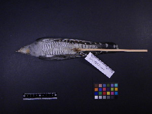  ( - 2004-0211)  @12 [ ] Copyright (2013) Takema  Saitoh Yamashina Institute for Ornithology