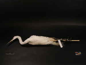  ( - 2005-0059)  @12 [ ] Copyright (2013) Takema  Saitoh Yamashina Institute for Ornithology