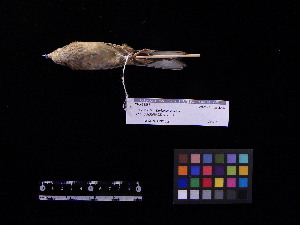  ( - 2005-0706)  @11 [ ] Copyright (2013) Takema  Saitoh Yamashina Institute for Ornithology