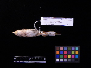 (Emberiza elegans - 2005-0723)  @14 [ ] Copyright (2013) Takema  Saitoh Yamashina Institute for Ornithology