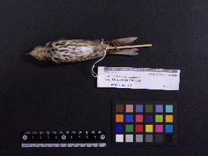 ( - 2005-0744)  @13 [ ] Copyright (2013) Takema  Saitoh Yamashina Institute for Ornithology