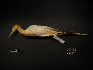  ( - 2006-0218)  @12 [ ] Copyright (2013) Takema  Saitoh Yamashina Institute for Ornithology
