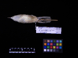  ( - 2006-0238)  @12 [ ] Copyright (2013) Takema  Saitoh Yamashina Institute for Ornithology
