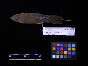  ( - 2006-0238)  @13 [ ] Copyright (2013) Takema  Saitoh Yamashina Institute for Ornithology