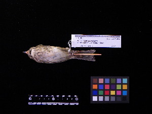  ( - 2006-5390)  @13 [ ] Copyright (2013) Takema  Saitoh Yamashina Institute for Ornithology
