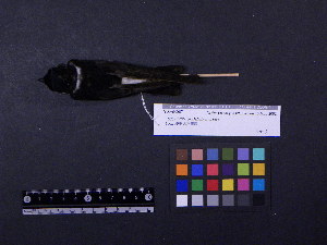  ( - 2003-0123)  @12 [ ] Copyright (2013) Takema  Saitoh Yamashina Institute for Ornithology