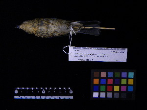  ( - 2007-1228)  @13 [ ] Copyright (2013) Takema  Saitoh Yamashina Institute for Ornithology