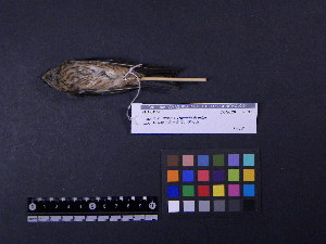  ( - 1992-0193)  @12 [ ] Copyright (2013) Takema  Saitoh Yamashina Institute for Ornithology