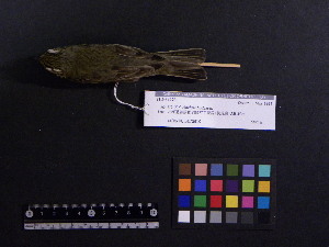  ( - 2006-0183)  @12 [ ] Copyright (2013) Takema  Saitoh Yamashina Institute for Ornithology
