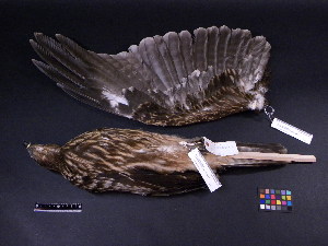  (Milvus migrans - 2007-1301)  @13 [ ] Copyright (2013) Takema  Saitoh Yamashina Institute for Ornithology
