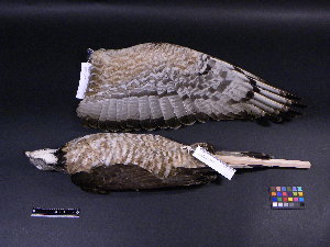  (Pernis ptilorhynchus - 2007-1111)  @13 [ ] Copyright (2013) Takema  Saitoh Yamashina Institute for Ornithology