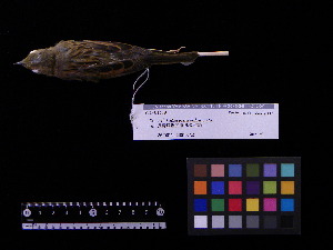  ( - 2009-0219)  @11 [ ] Copyright (2013) Takema  Saitoh Yamashina Institute for Ornithology