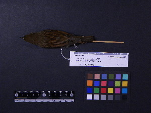  ( - 2000-0028)  @11 [ ] Copyright (2013) Takema  Saitoh Yamashina Institute for Ornithology