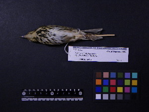  ( - 2009-0246)  @13 [ ] Copyright (2013) Takema  Saitoh Yamashina Institute for Ornithology