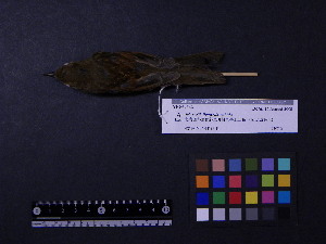  ( - 2009-0517)  @13 [ ] Copyright (2013) Takema  Saitoh Yamashina Institute for Ornithology