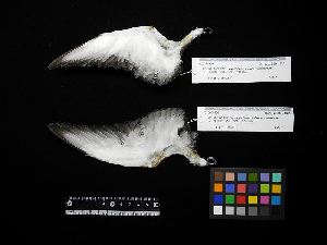  ( - 1995-0249)  @11 [ ] Copyright (2018) Takema  Saitoh Yamashina Institute for Ornithology