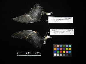  ( - 1995-0249)  @11 [ ] Copyright (2018) Takema  Saitoh Yamashina Institute for Ornithology