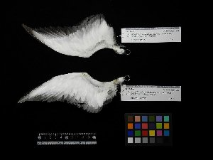  ( - 1995-0250)  @11 [ ] Copyright (2018) Takema  Saitoh Yamashina Institute for Ornithology