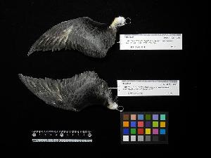  ( - 1995-0250)  @11 [ ] Copyright (2018) Takema  Saitoh Yamashina Institute for Ornithology