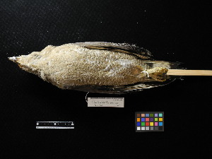  (Spilornis - 2012-0189)  @13 [ ] Copyright (2013) Takema  Saitoh Yamashina Institute for Ornithology