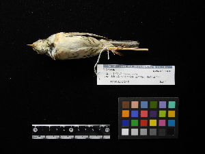  ( - 2011-0902)  @12 [ ] Copyright (2013) Takema  Saitoh Yamashina Institute for Ornithology