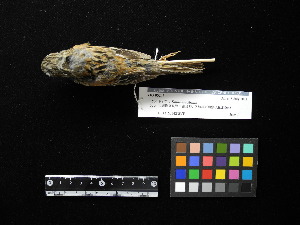  ( - 2011-0902)  @13 [ ] Copyright (2013) Takema  Saitoh Yamashina Institute for Ornithology