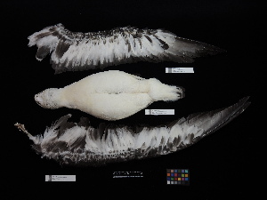  ( - 2017-0952)  @11 [ ] Copyright (2020) Takema  Saitoh Yamashina Institute for Ornithology