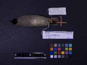  (Bombycilla japonica - 1997-0045)  @14 [ ] Copyright (2015) Takema  Saitoh Yamashina Institute for Ornithology