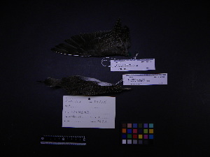  ( - 2001-0156)  @11 [ ] Copyright (2015) Takema  Saitoh Yamashina Institute for Ornithology