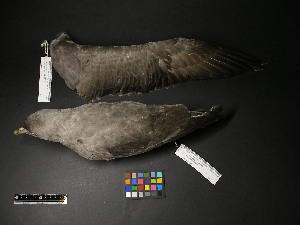  (Fulmarus glacialis - 2001-0279)  @11 [ ] Copyright (2015) Takema  Saitoh Yamashina Institute for Ornithology