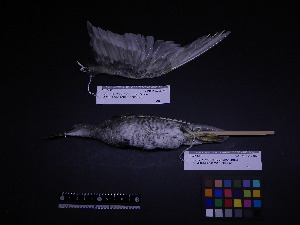  (Tringa incana - 2006-5415)  @11 [ ] Copyright (2015) Takema  Saitoh Yamashina Institute for Ornithology