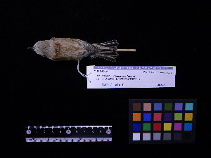  (Remiz - 2009-0024)  @13 [ ] Copyright (2015) Takema  Saitoh Yamashina Institute for Ornithology